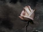 "Le rose del cuore"