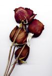 "I fiori appassiranno"