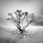 "Alberi soli"