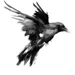 "Vorrei essere un corvo"