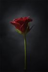 "Rose rosse"