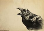 "Come un corvo nero"