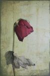 "Un fiore deluso"