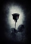 "Una rosa nera"