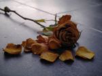 "Pochi fiori sbocciati"