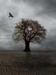"I sogni del vento"