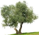 Ulivo