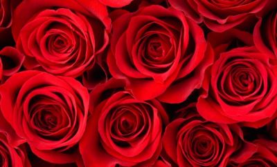 Le rose