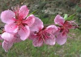 Vita dei fiori