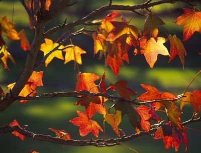 Autunno