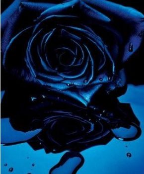 Blu caff