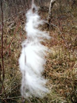 La danza della neve