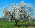 Il Mandorlo