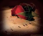 Delicate note di felicit