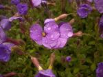 Fiori bagnati