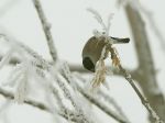 Prima neve