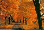Amo il tuo "autunno"