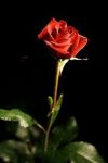 Cede la rosa