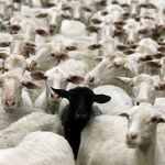 La pecora nera