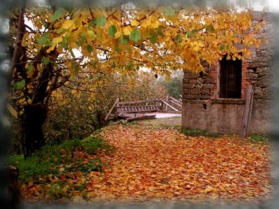 L'albero solitario