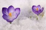 Sull'uscio della primavera