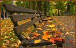 Se arriva lautunno della vita