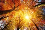 La vita autunnale