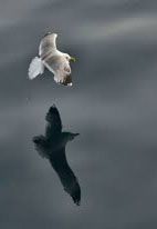 Quinto pensiero riflesso