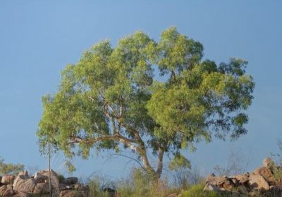 Sesto segno visibile (maestosit)