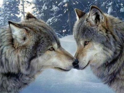 Il sogno di un lupo
