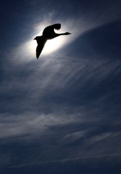 Liberi