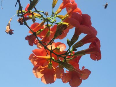 Quel fiore