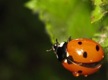 Enfasi delicata