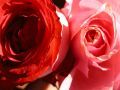 Rosa di Dicembre