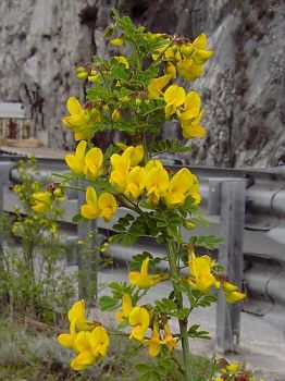 Ginestre
