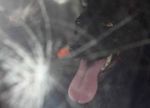 Tanto eri solo un cane... ma non per me