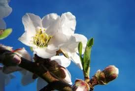 Primavera del cuore