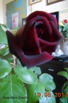 Sboccer la rosa