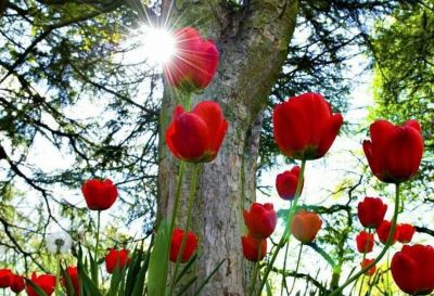 25 aprile