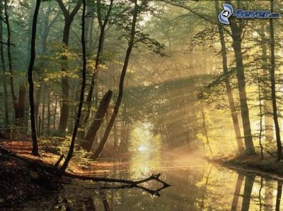 Foglia d'autunno