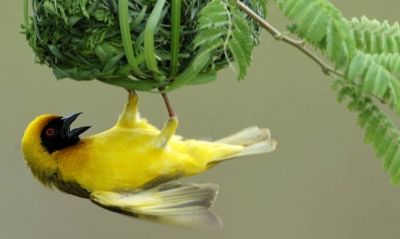 Volo