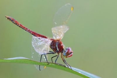 Libelula