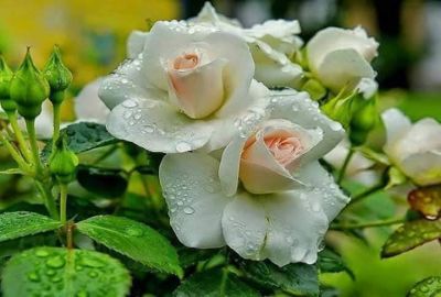 Fiori del tempo