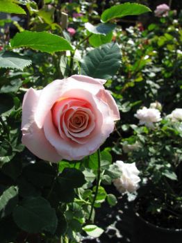 Fiorir