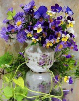 Viola