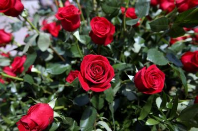 Rose e farfalle