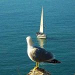 Foglie