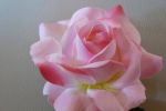 Profumata rosa