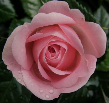 Profumata rosa