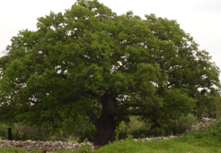 La quercia